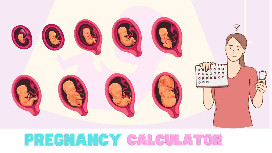 Pregnancy Due Date Calculator Pregnancy Calculator